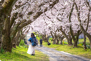 お花見の写真